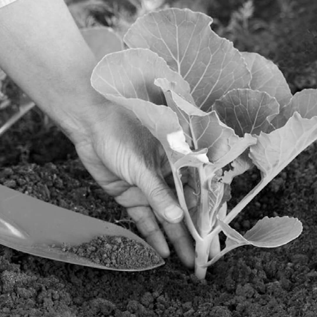 Ruralidea-agroalimentare-e-cooperazione-etica-e-competitivita-condizioni-indispensabili-1080