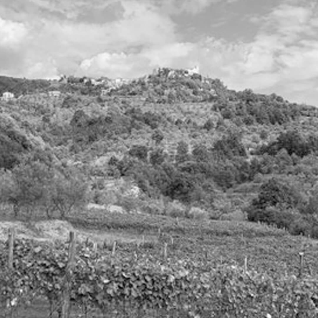 Ruralidea-vino-tradizione-innovazione-e-passione-1080