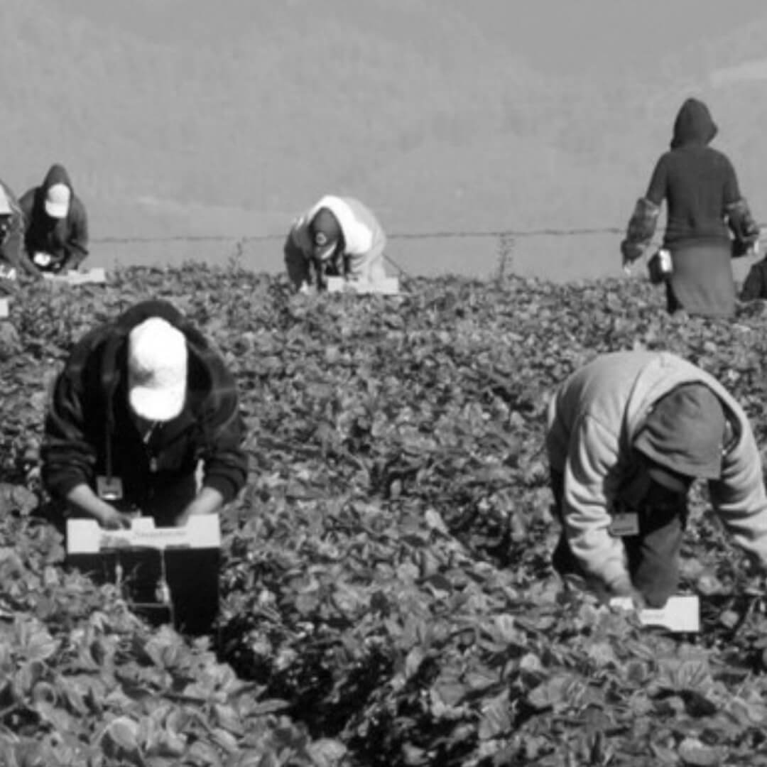 Ruralidea-il-caporalato-in-agricoltura-risalire-alle-cause-per-poterlo-prevenire-1080